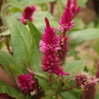 Celosia argentea L.